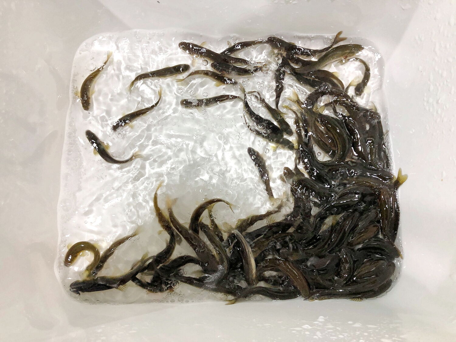 Bait and Tackle Shops in Sunset Country Sunset Country, Ontario, Canada